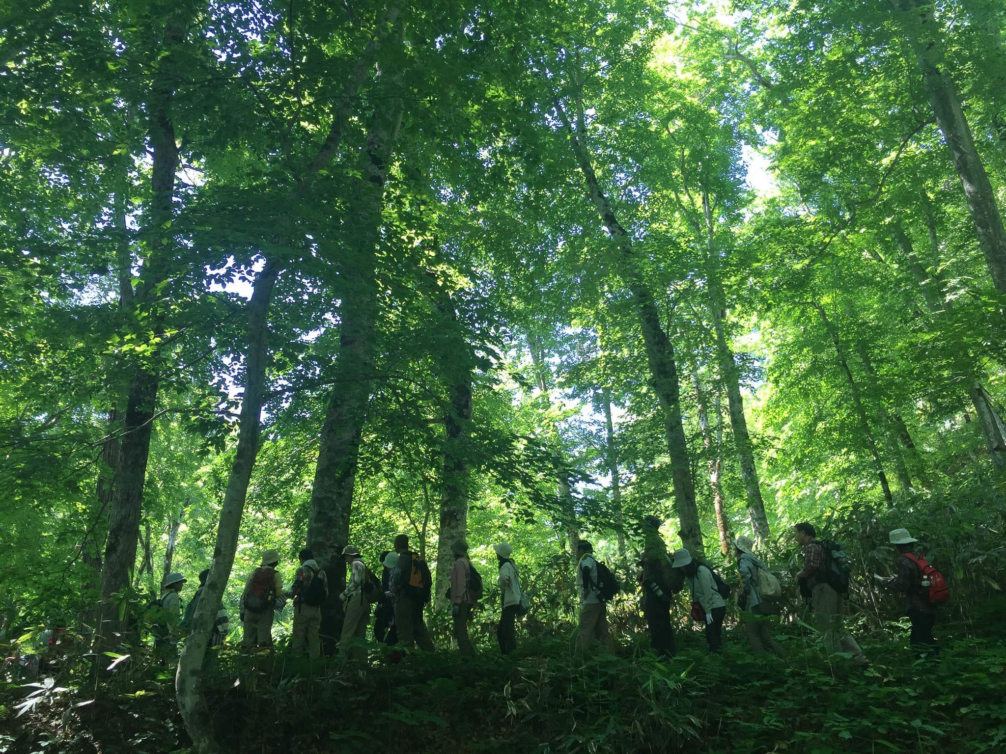 北海道・黑松內町山毛櫸步道生態之旅