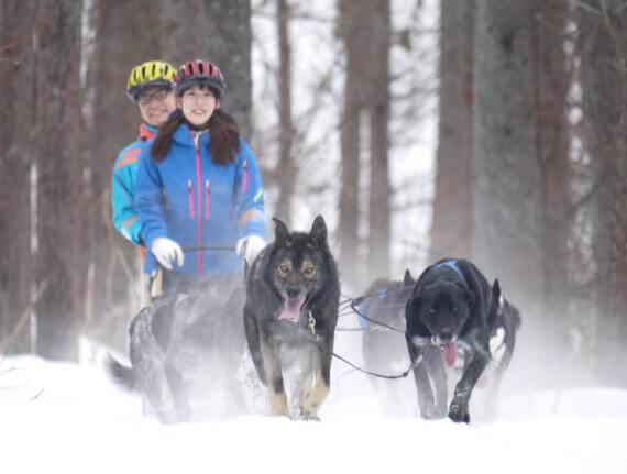 冬季限定！南富良野狗拉雪橇體驗