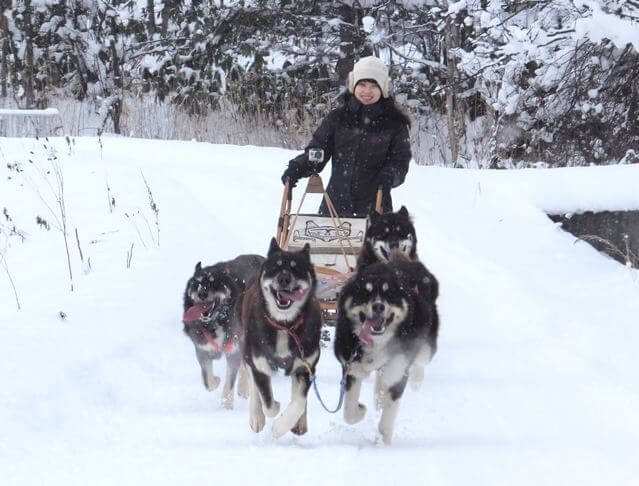 旭川鷹栖町「狗拉雪橇」體驗