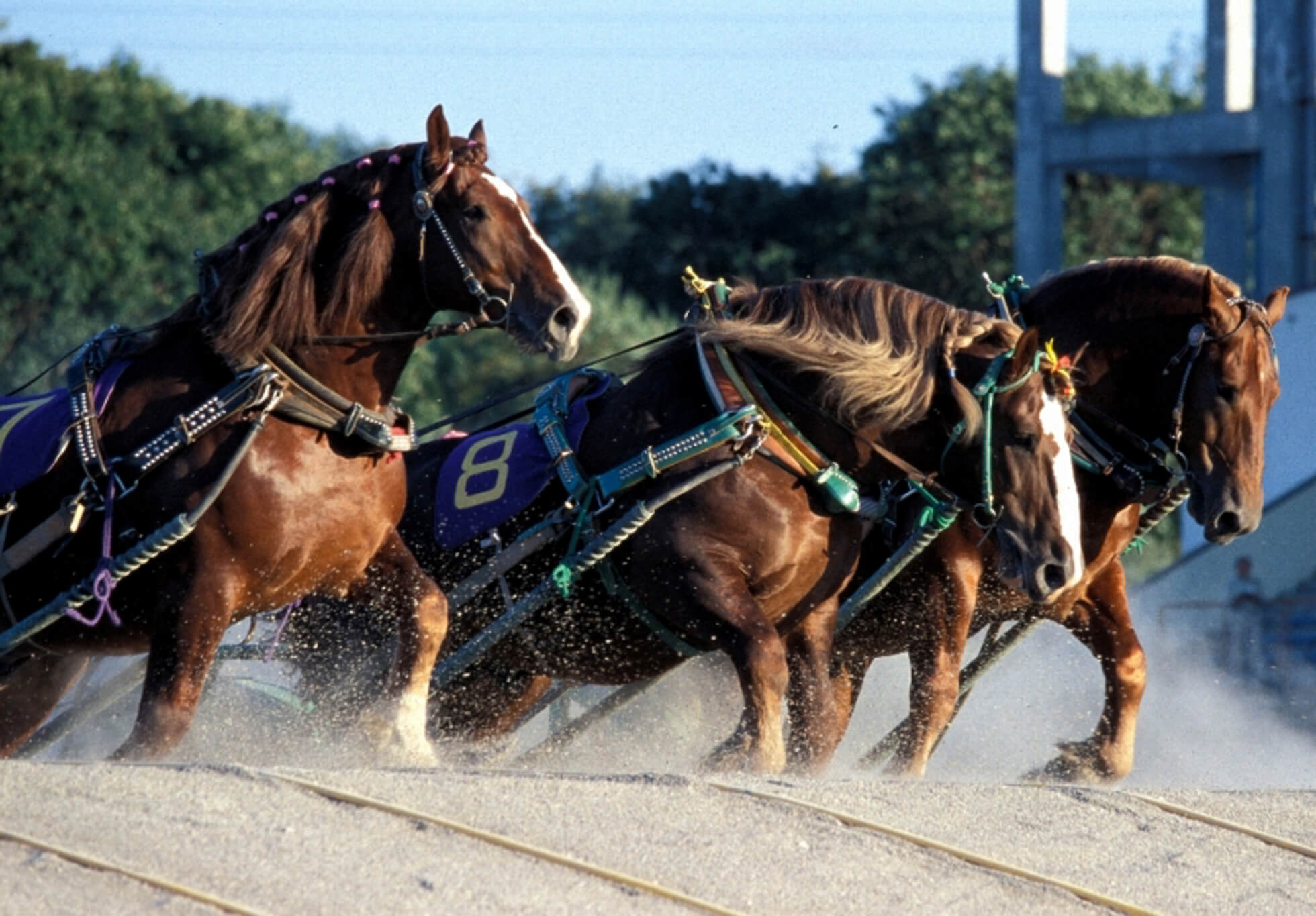 北海道獨特的輓曳賽馬文化「輓曳十勝」