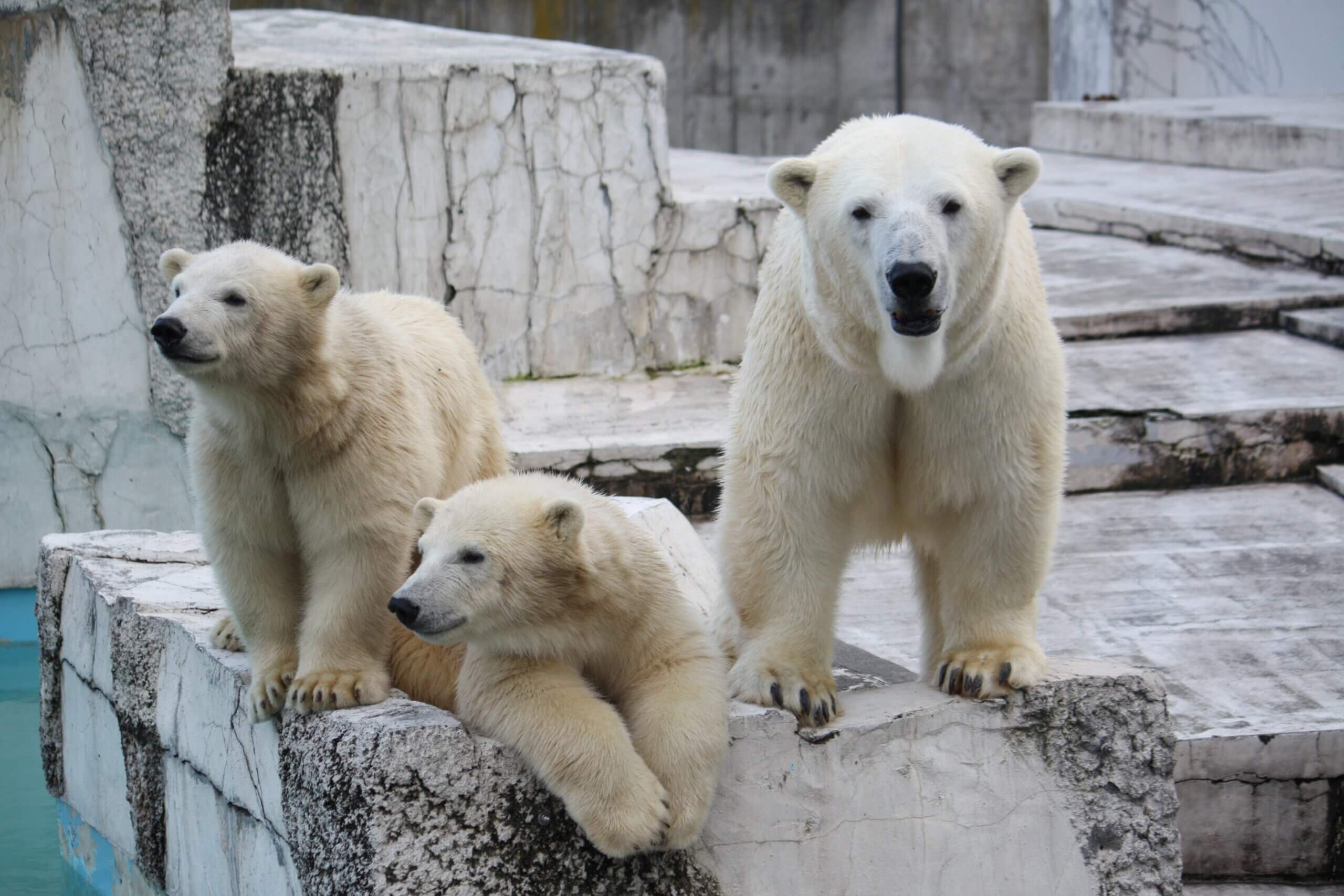 日本國內屈指可數的生息環境展示場「圓山動物園」