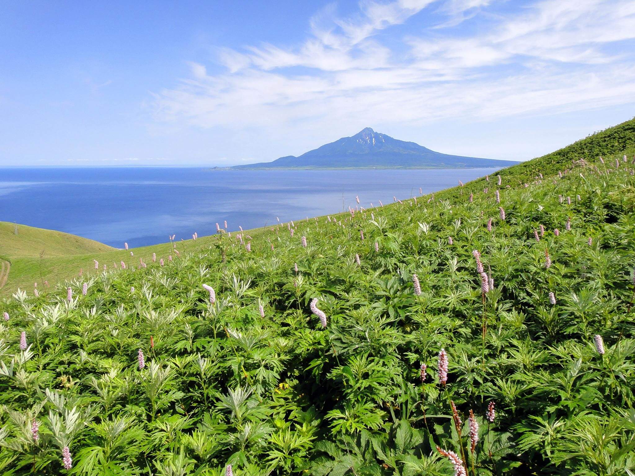 稀有高山植物盛開的花之浮島「禮文島」