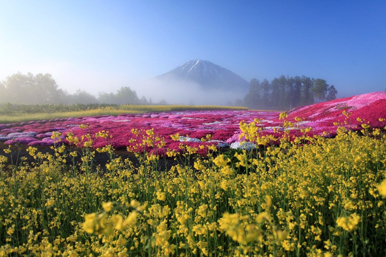 三島先生的芝櫻庭園