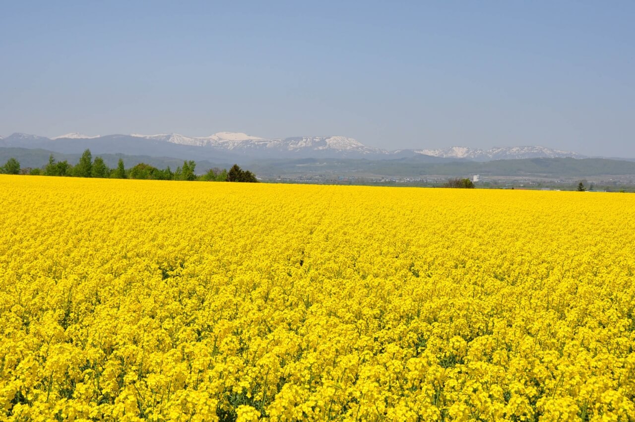 春季最美麗的黃色地毯「瀧川・油菜花田」