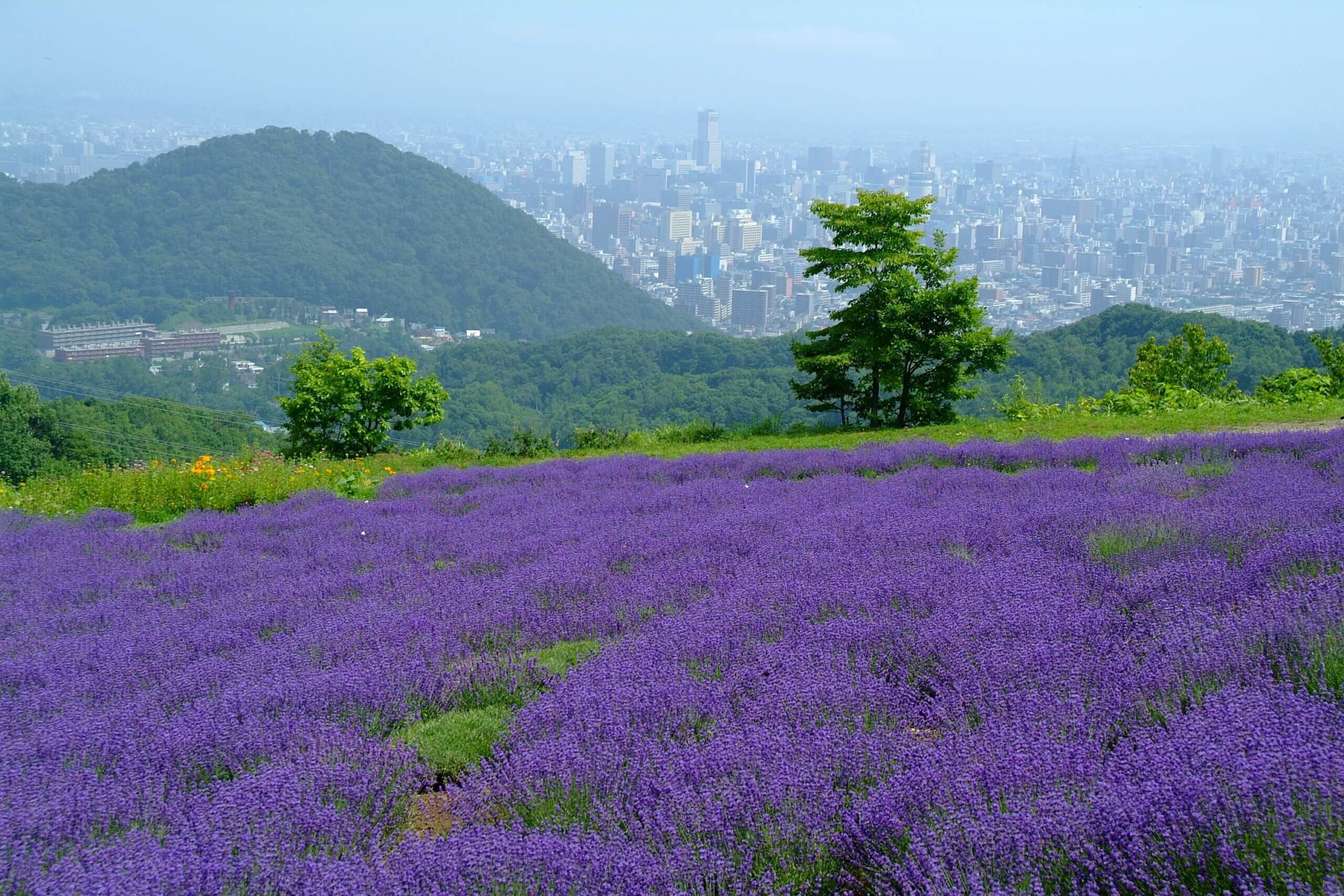 夏日的紫色浪漫花園「幌見嶺薰衣草花園」