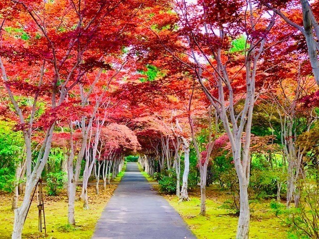 知名的紅葉隧道景觀「平岡樹藝中心」