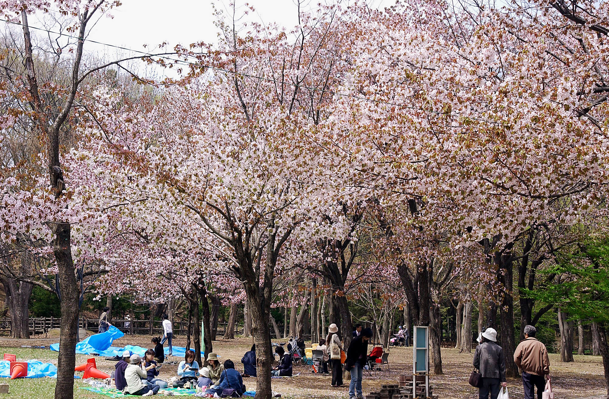 北海道著名的賞櫻勝地：圓山公園