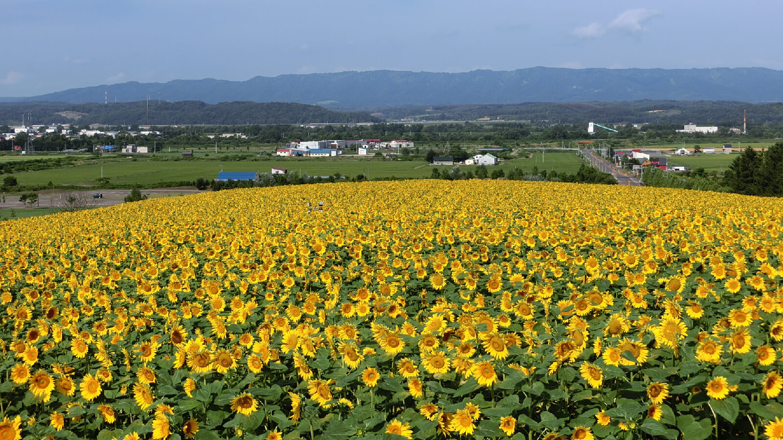 一年四季都能體驗各種運動設施：北海道立太陽柱公園