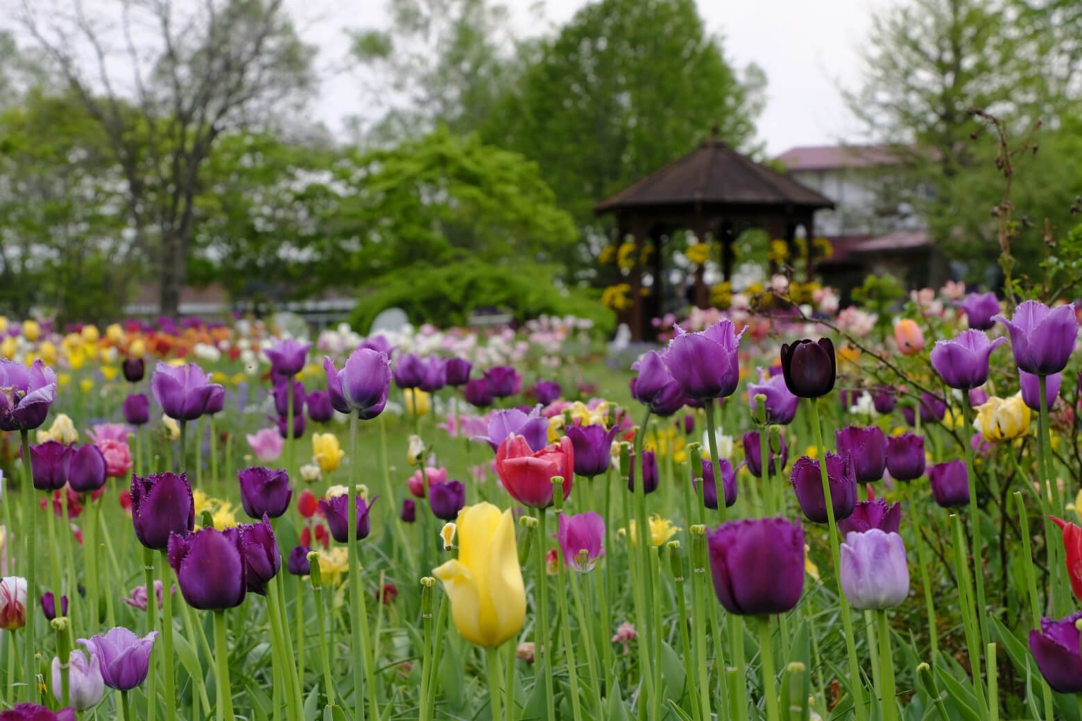 老奶奶親手打造童年回憶中的風景：紫竹花園