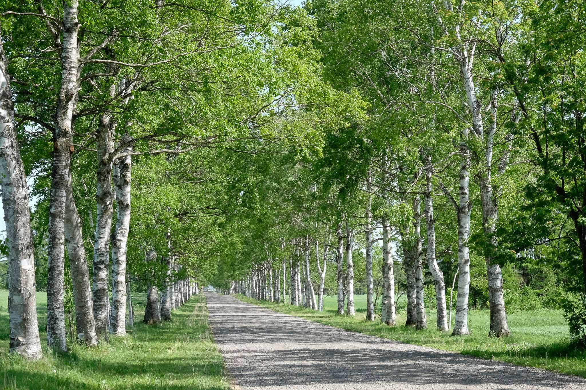 走進電影和電視劇的拍攝場景：十勝牧場 白樺林蔭大道