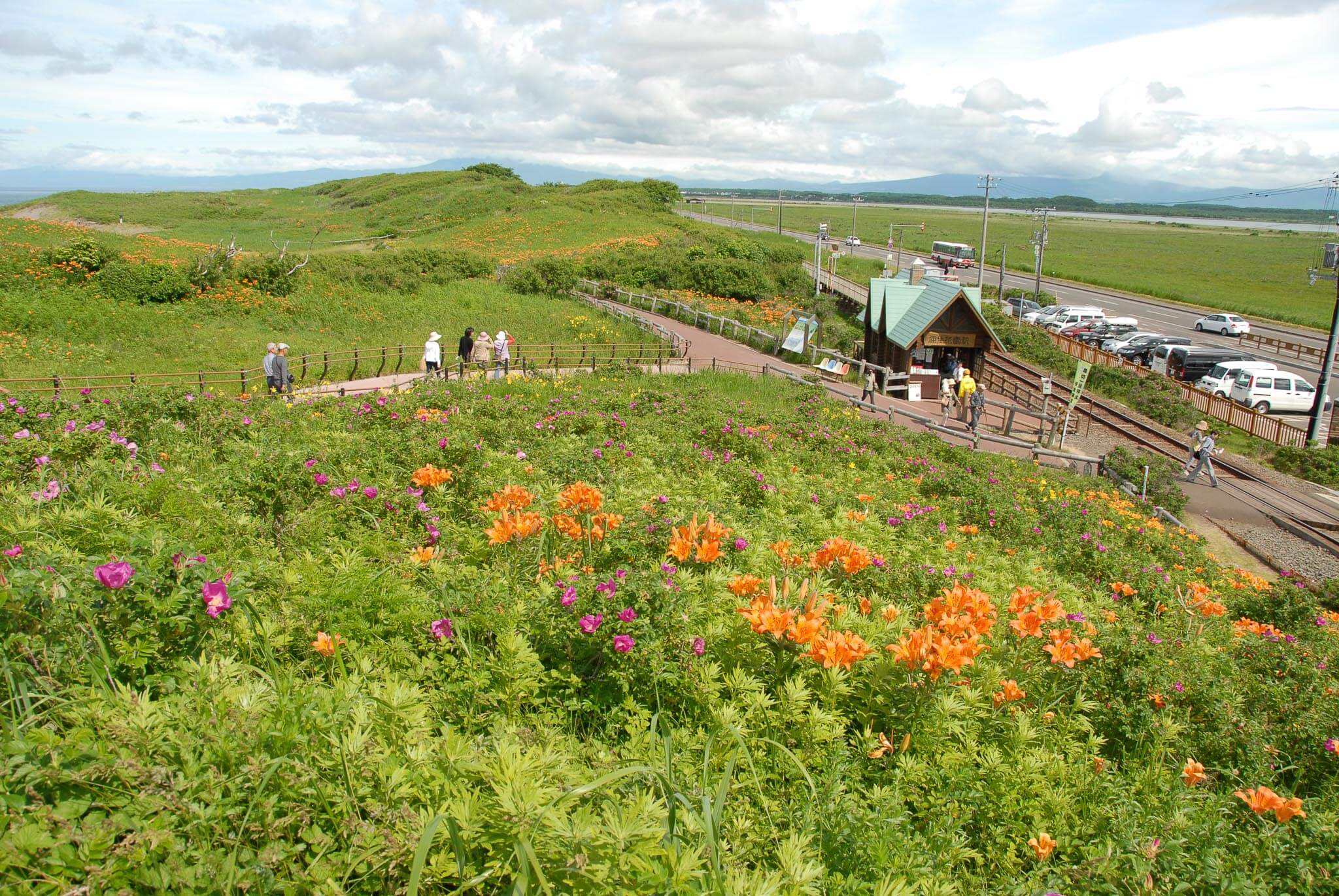 臨海的秘境花海美景：小清水原生花園