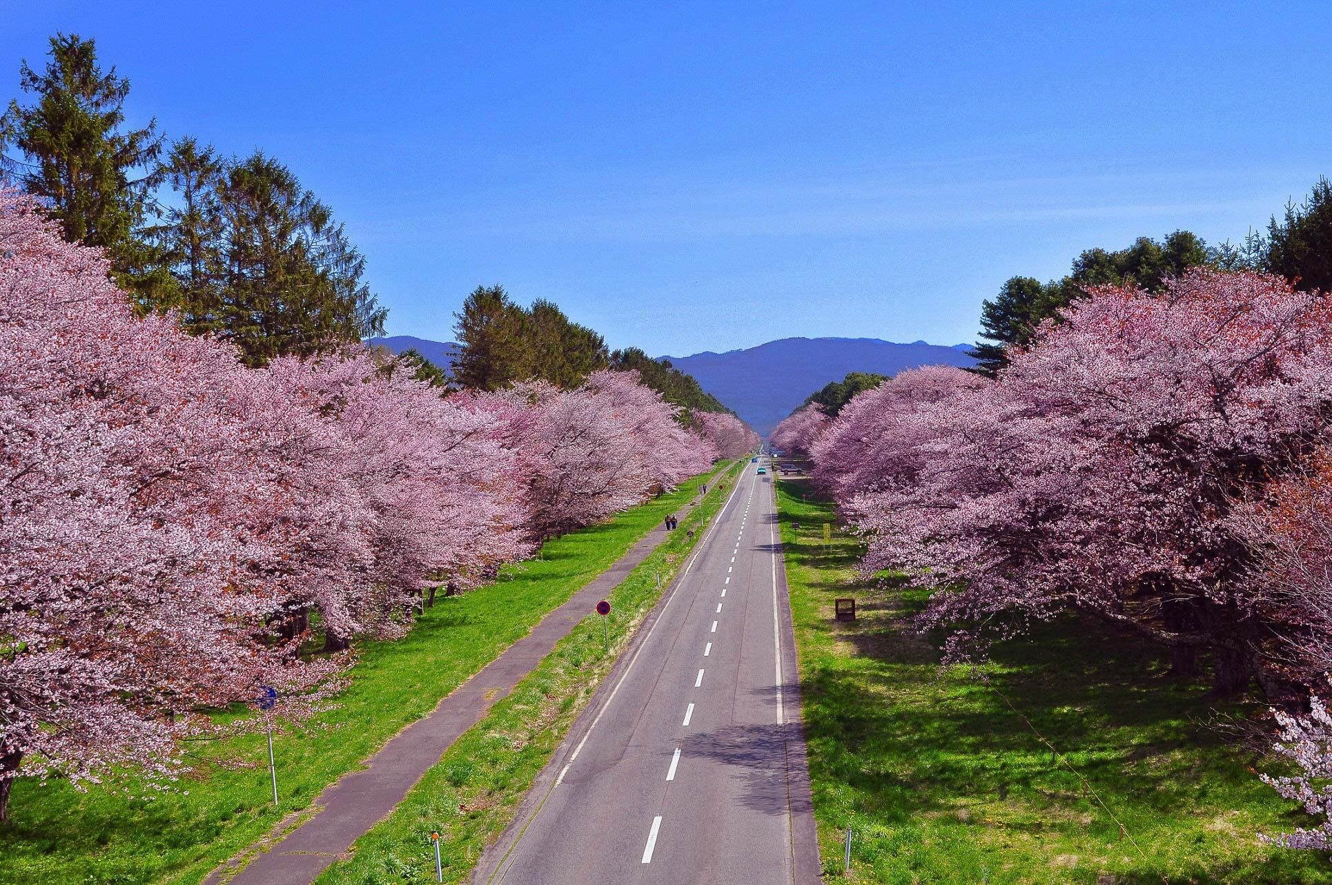 美到令人屏息！二十間道路櫻花林蔭大道