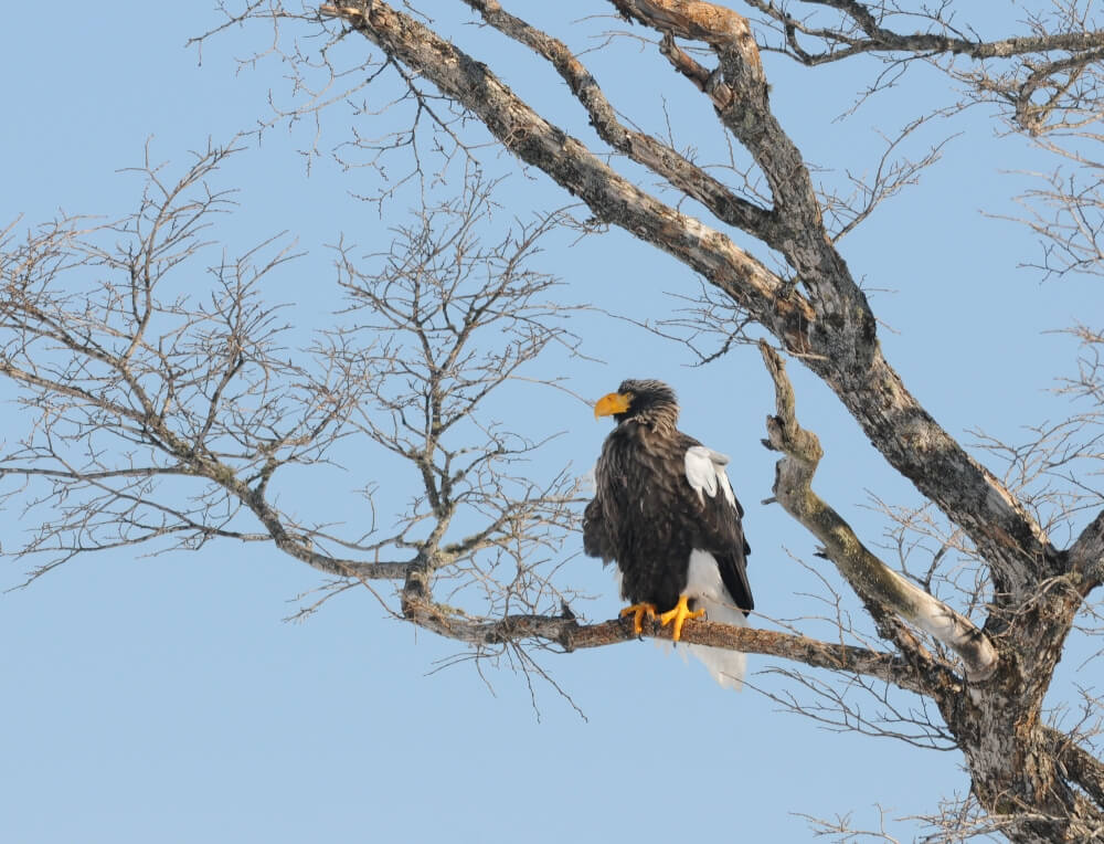 賞鳥的最大聖地「根室市春國岱原生野鳥公園自然中心」