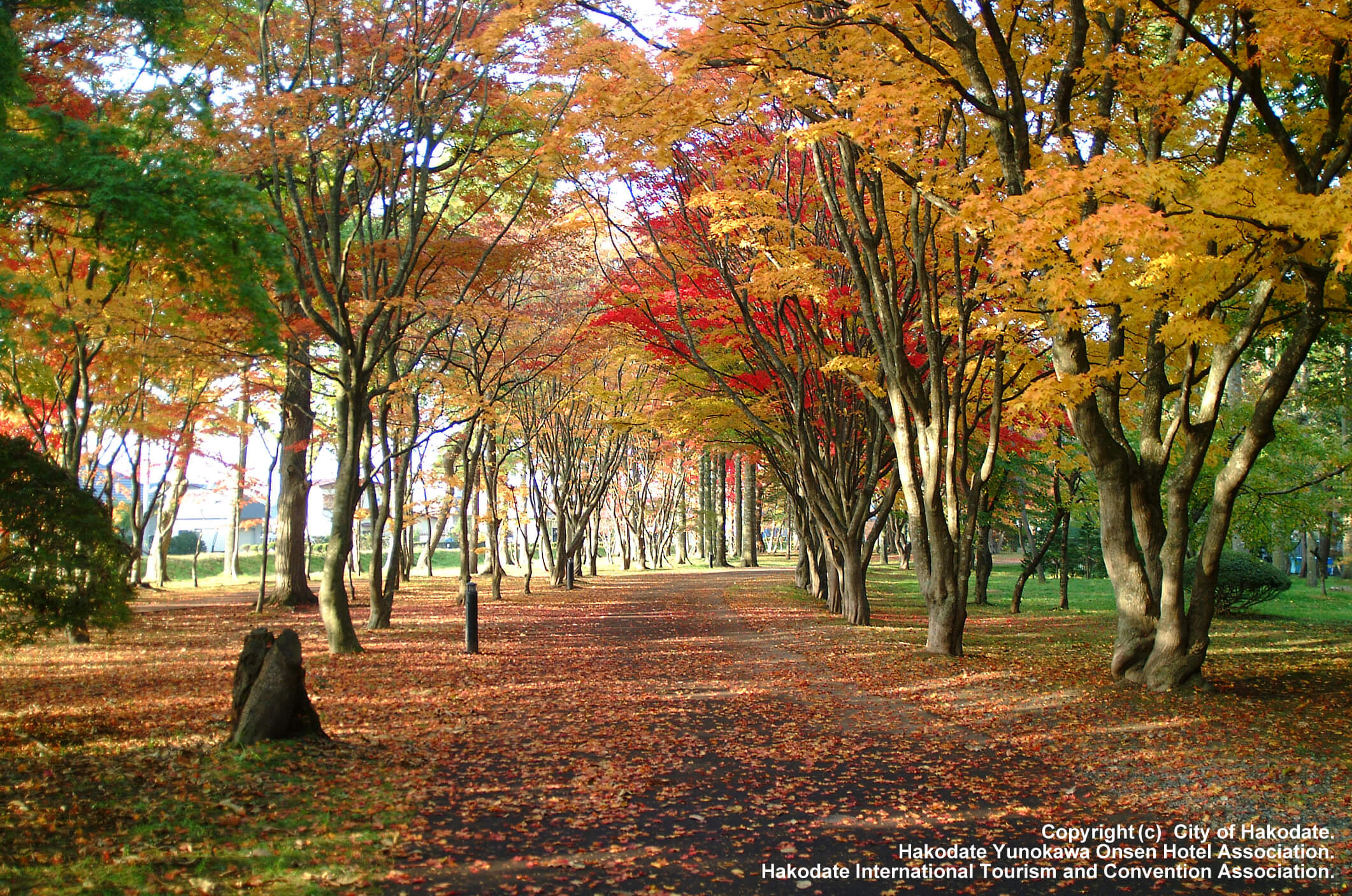 函館人氣賞楓景點：見晴公園・香雪園