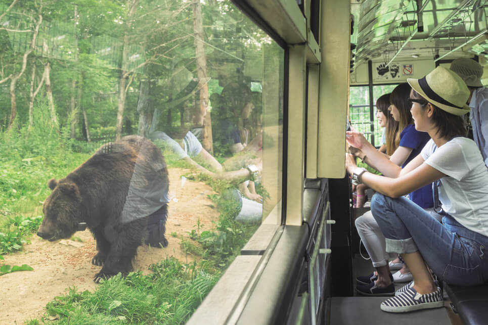 佐幌度假村 熊山公園：探索北海道動物生活