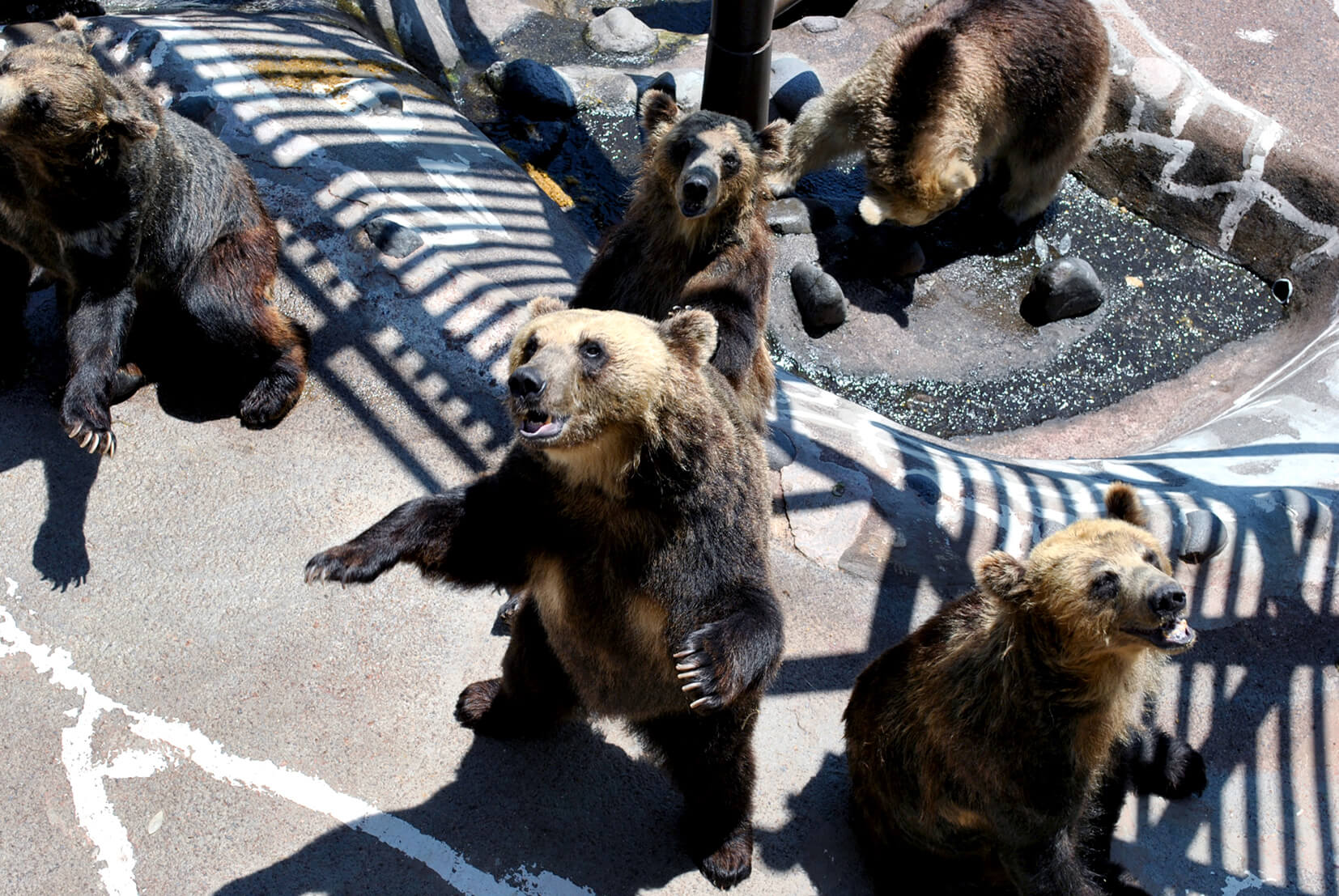 登別棕熊牧場：日本國內最大型的陸地動物園