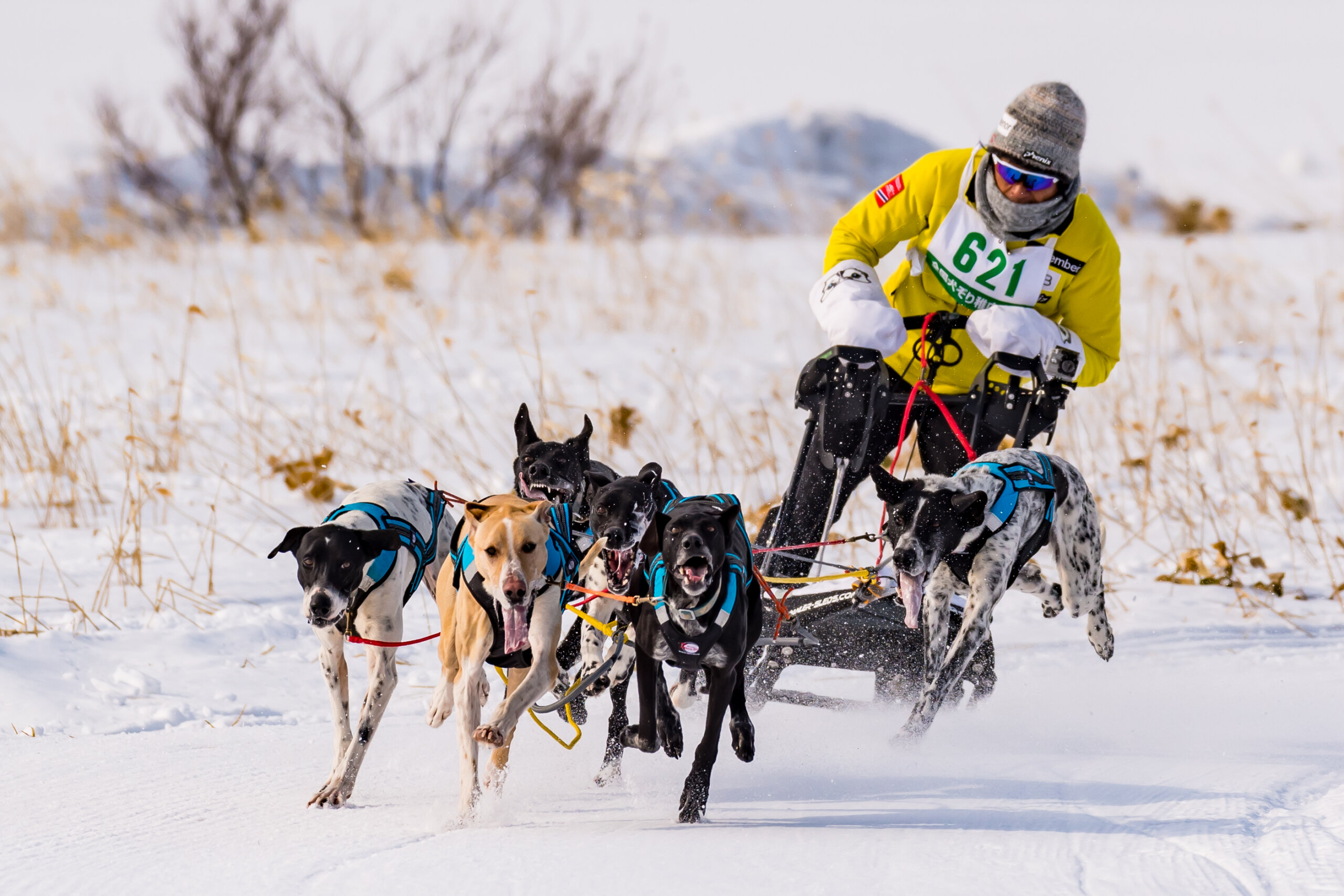 全國雪橇犬稚內大會：愛狗人士必訪！北方國家特有的冬季活動　