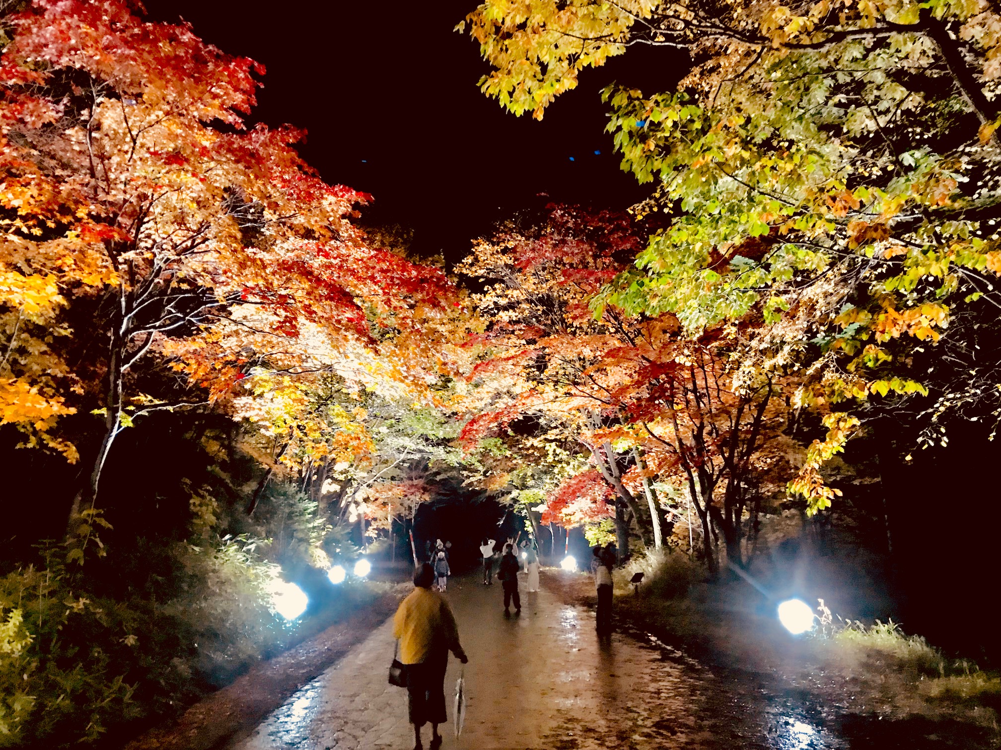 奇蹟的點燈：大雪山國立公園首次的紅葉點燈活動