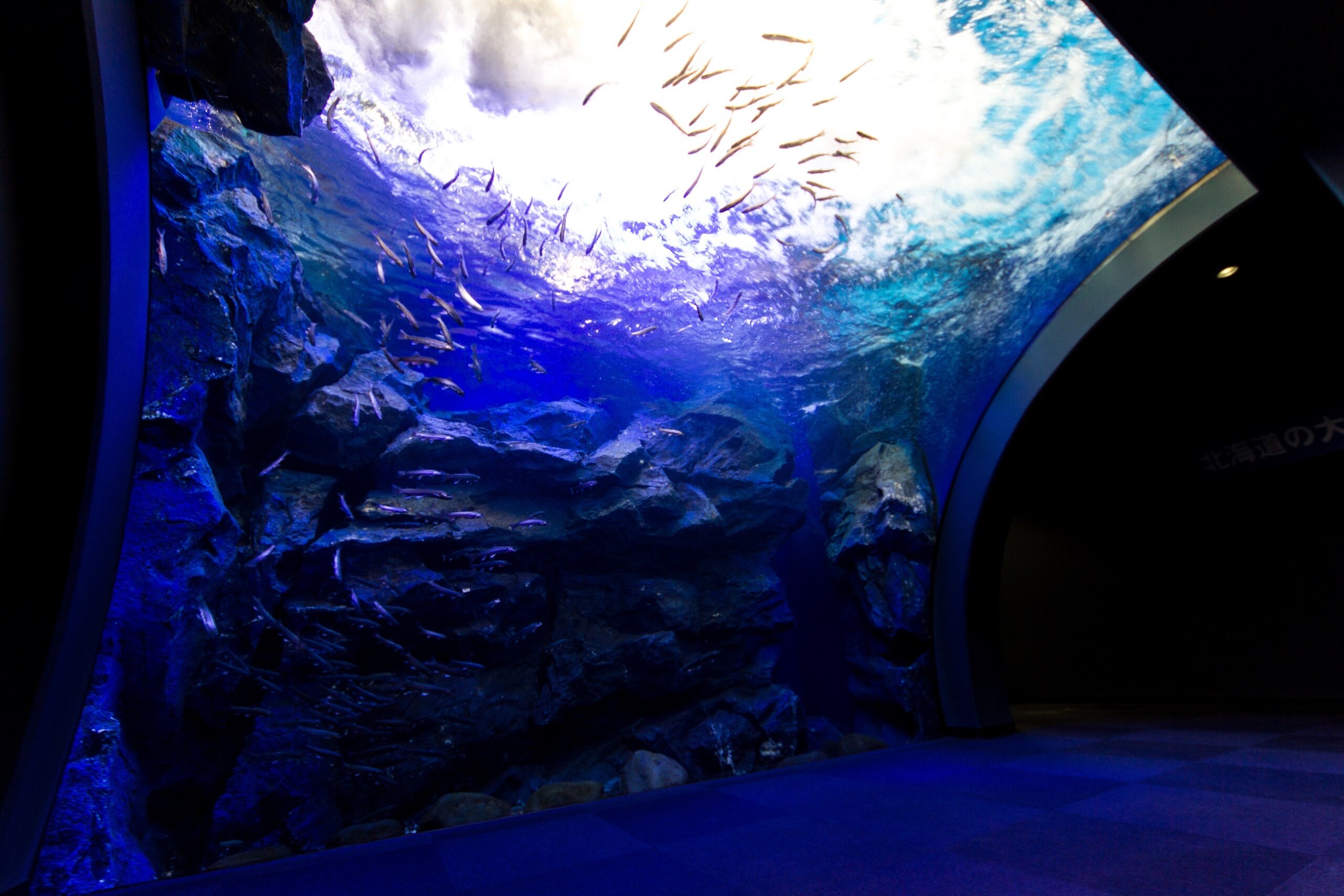 北國大地水族館：可以觀察到淡水魚的自然生態，感受海洋的無窮魅力！