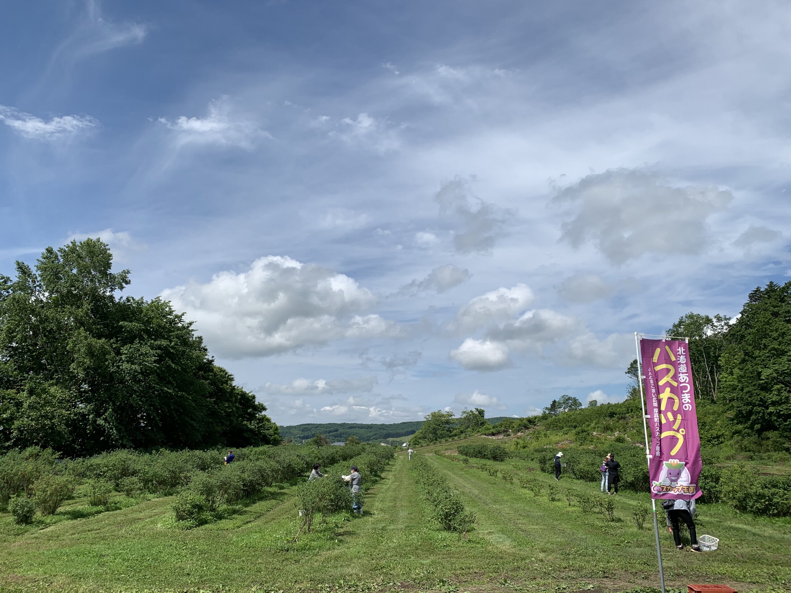 土居忍冬果農園：體驗採摘北海道特産的忍冬果！