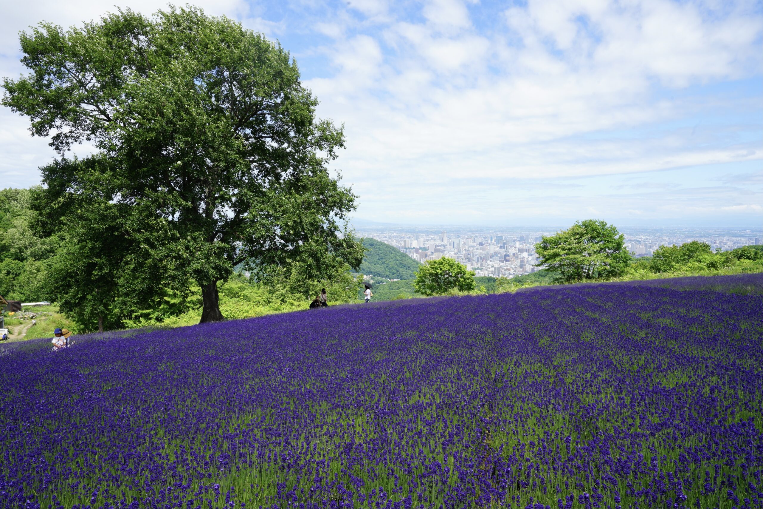 夏季必去的北海道薰衣草景點 5 選