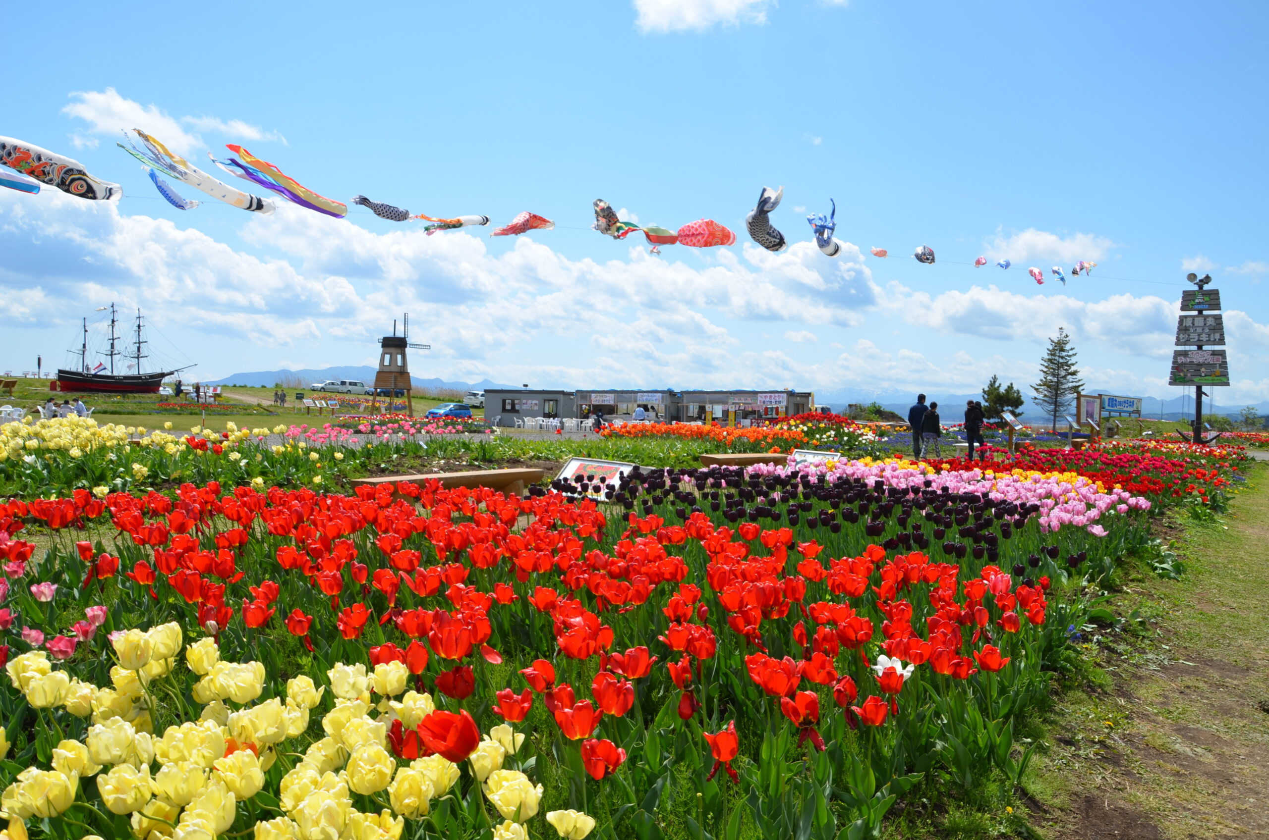 將經歷過動盪時代的軍艦歷史流傳至今日的Saraki海角鬱金香花園