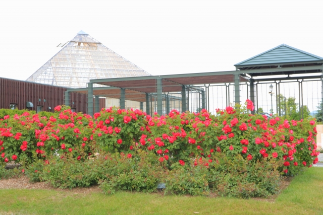 岩見澤公園中的玫瑰園