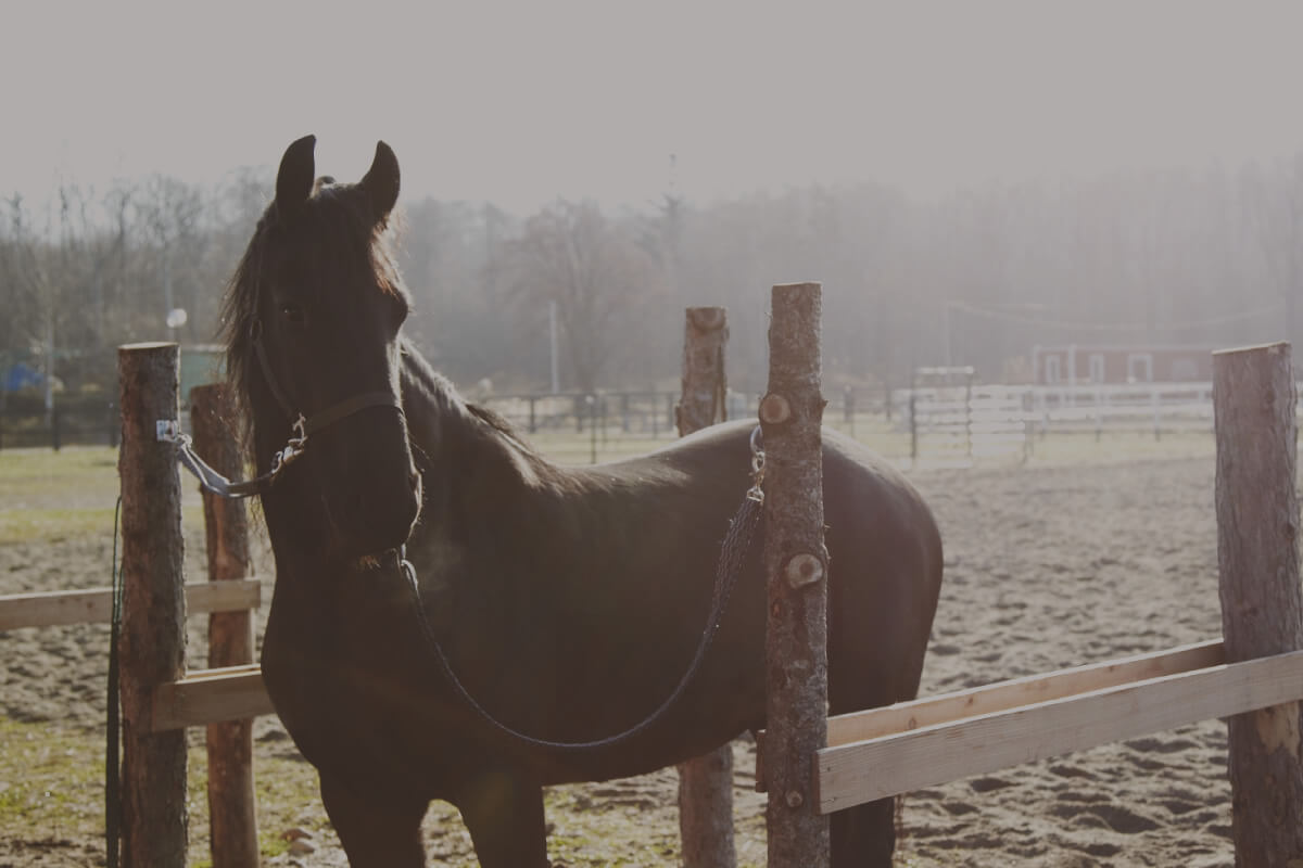 Paard Musée Farm 生活:在馬匹自然棲息地中的騎馬體驗